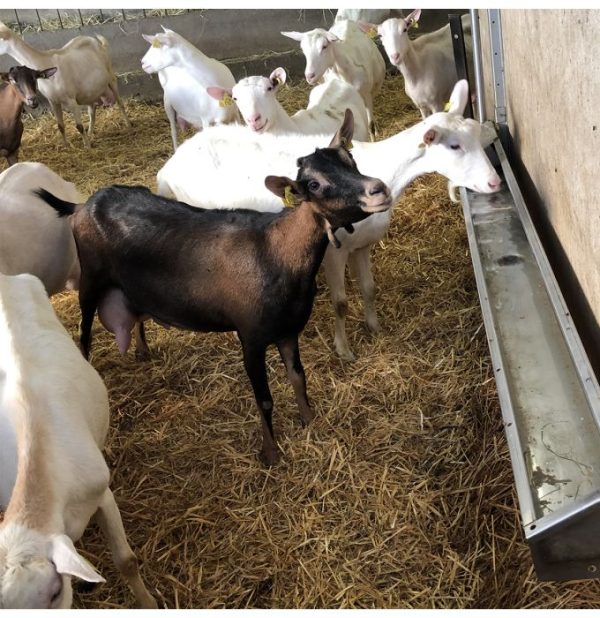 Sheep and goat water trough - Image 2